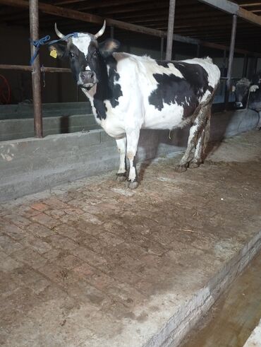 Коровы, быки: Продаю | Корова (самка) | Для молока | Привязанные at lalafo.kg — 1 Коровы, быки: Продаю | Корова (самка) | Для молока | Привязанные — 1