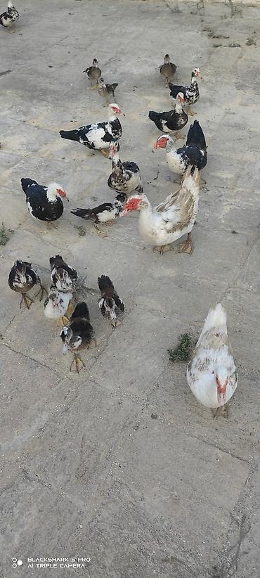 Сельхозптицы: Muscovy Lal ördəklər (indoutka) – yaşlı və bala qarışıq sürü - Cins — 8
