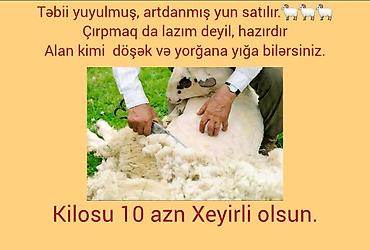 art tekstil: Təbii, yuyulmuş və artdanmış qoç-yunu satılır. Çırpmağa ehtiyac yoxdur — 1