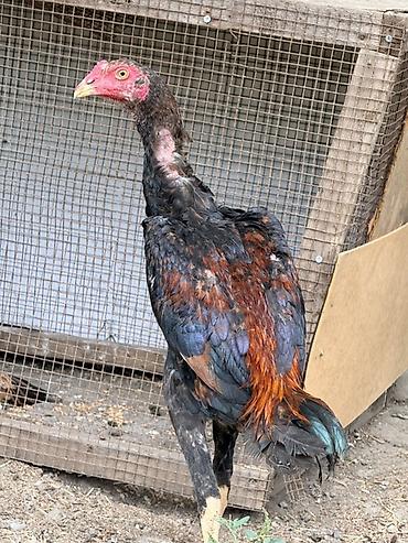 cins ineklerin satisi 2019: Xoruz, Heyratı, il: <1, Ödənişli çatdırılma, Rayonlara çatdırılma — 1