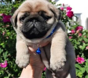 купит французского бульдога: Щенки мопса - Порода: мопс, окрас бежевый (фавн) с черной маской -