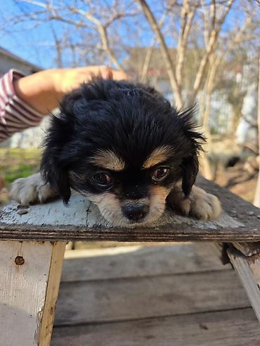 İtlər: Pekines — 3