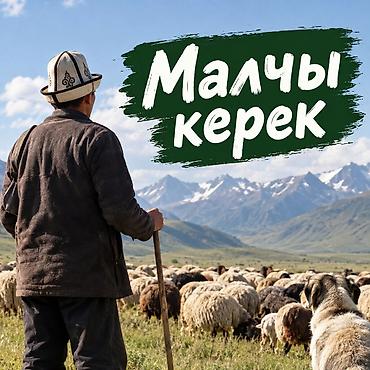 птицефабрика кыргызстан: Требуется Скотник, Оплата: Ежемесячно — 1