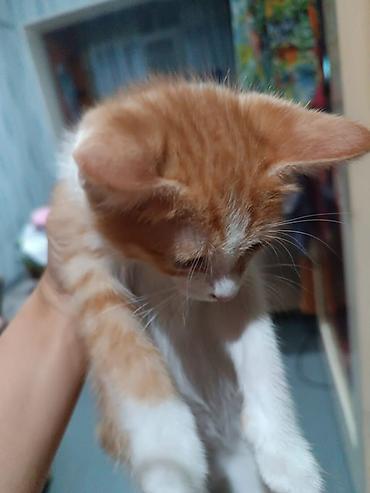 Животные: Котята от домашней кошки - Помёт от трёхцветной мамы-кошки. - Окрас — 3