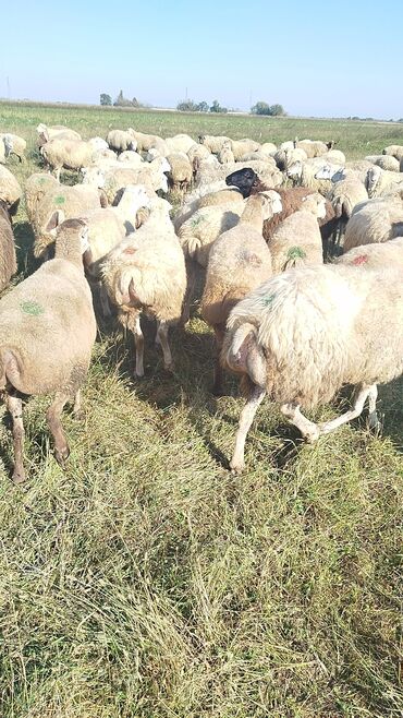 Qoyunlar, qoçlar: Qoyun sürüsü – ət və süd istiqamətli yerli cinslər - Şəkillərdə geniş -da lalafo.az — 11 Qoyunlar, qoçlar: Qoyun sürüsü – ət və süd istiqamətli yerli cinslər - Şəkillərdə geniş — 11