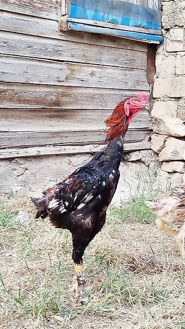 qaz satılır: Salam hərkəsə. Heyratı Shamo satılır. sap sağlam heyvandır. endirim — 3