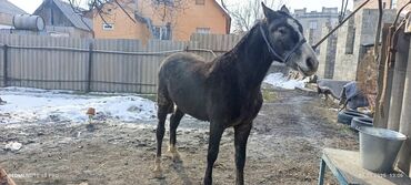 Другой электротранспорт: Другой электротранспорт