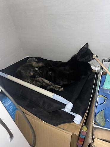 кошка черная: Кошка даром: Беспородная, 3 месяца, Девочка, Приучена к лотку — 5