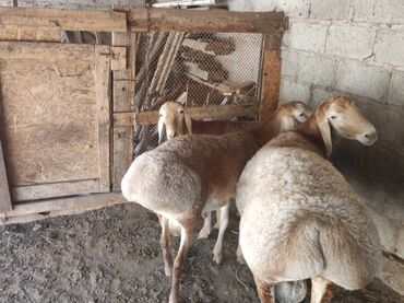 французского бульдога: Продаю баран арашан кочкор 2штук. - 5 месяцев 1 штук- годовалый