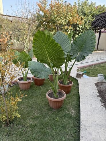 сабак окуган стол: Крупные декоративные растения Alocasia (Алоказия, “ушки слона”) в