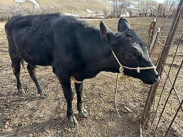 Коровы, быки: Продаю | Тёлка | Симментальская | На забой, Для разведения, Для молока | Не стельные, Племенные, Искусственник — 13