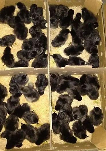 dekorativ toyuq: Toyuq, Australorp, Damazlıq, Ünvandan götürmə, Pulsuz çatdırılma, Ödənişli çatdırılma — 9