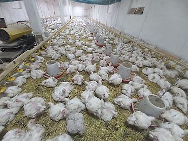 Продажа сельхоз предприятий: Кошара, 1500 соток, Действующий, С оборудованием, Электричество, Канализация, Отопление — 17