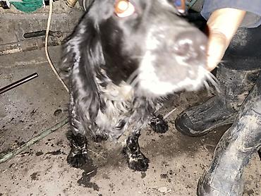 Отдам даром собаку: Собака даром: Кокер-спаниель, 10 месяцев, Самка, С родословной — 9