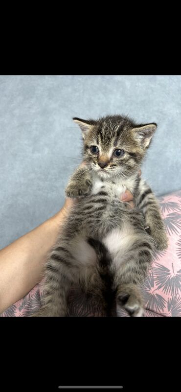 кот домашний: Мышык бекер берилет: Сиам, 2 айлык, Ургаачы, Аргын