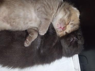 Pişiklər: Britan, Erkək, Yaxşı əllərə, Ünvandan götürmə — 11