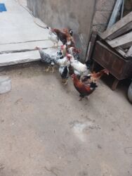 Xoruzlar: 11 dene beçə heyət çolpalari 2 dene boyuk xoruz balacalar 10 manat — 2