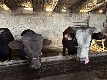 Коровы, быки: Продаю | Бык (самец) | На откорм — 4