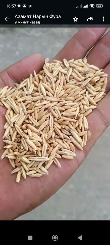 экспорцет семена: Семена и саженцы Овса, Бесплатная доставка