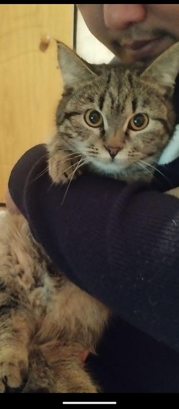 куда можно отдать кошку в бишкеке: Кошка даром: Беспородная, Девочка — 1