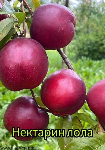 Другие фруктовые и ягодные растения: Саженцы плодовых культур (разные сорта) оптом и в розницу. Успейте — 12