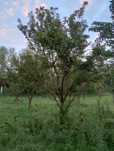 Torpaq sahələrinin satışı: 95 sot, Biznes üçün, Mülkiyyətçi, Kupça (Çıxarış) — 2