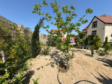 Uzunmüddətli kirayə evlər: 800 kv. m, 3 otaqlı, Qaz -da lalafo.az — 25 Uzunmüddətli kirayə evlər: 800 kv. m, 3 otaqlı, Qaz — 25