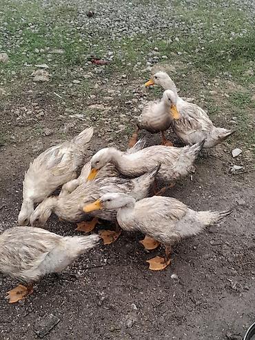 Ördəklər: 1 dene 1 illiy krasnadar dişi 25 manat 15 dene pekin ördey 10 — 3