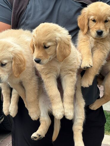 it baytarı: Retriever