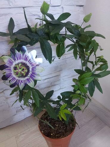 Ostale kućne biljke: Pasiflora sa slike