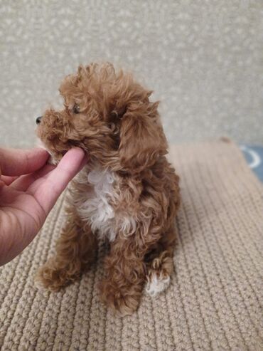 İtlər: Pudel, 2 ay — 15