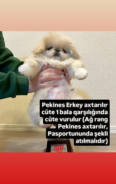 it tap az: Pekines — 1