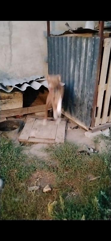 Собаки: На продажу питбуль щенок — 3