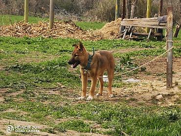 Продажа собак: Овчарка, 5 месяцев, Самка — 3