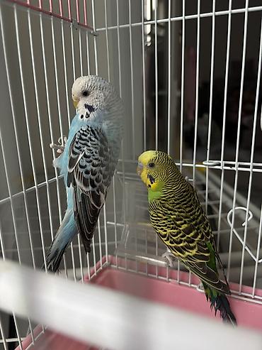 Животные: Волнистые попугаи разных окрасов Домашние, активные волнистые — 3