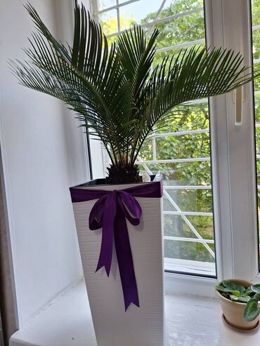 растение тропическая пальма: Продаю цветы для офиса или для частного дома .прекрасный 🎁