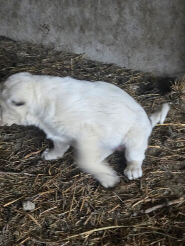İtlər: Salam hamıya! çox sağlam və gözəl küçüklər satılır! 2 aylıg, erkək və — 6