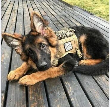 домик для кошки многоуровневый: Приму даром немецкую авчарку - Тип: нагрудная шлейка/жилет - Цвет