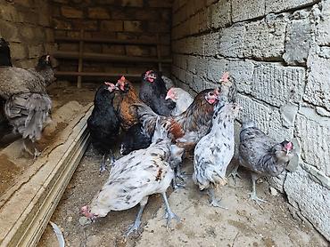 balaca ag itler: Xoruz, il: 1, Ünvandan götürmə — 2