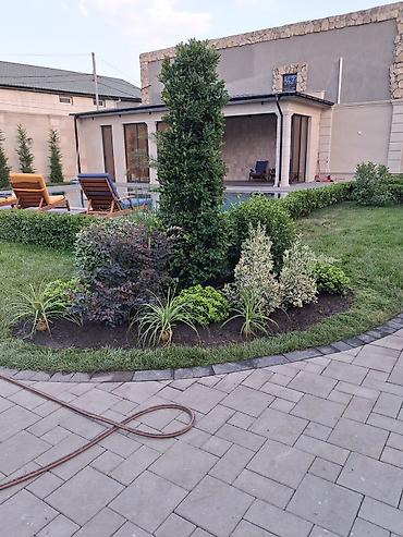 banan agaci: Landşaft ağac və kolları – fidanlar və iri qablarda dekorativ bitkilər — 10