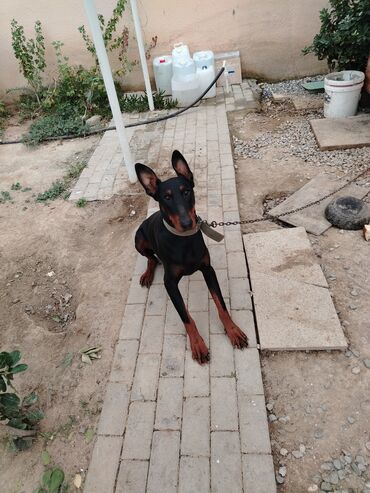 İtlər: Doberman, 1 il, Erkek, Peyvəndli, Ünvandan götürmə