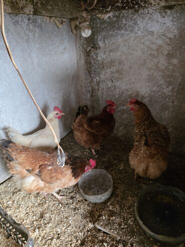 Toyuqlar: Toyuq, Damazlıq — 11