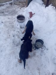 бордер колли собака: Продажа собак