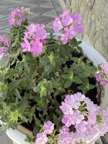 Герани и пеларгонии: Герань в горшке, цветущая ! Красивый розовый оттенок, листья красивые! — 9