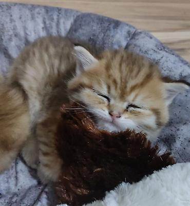 Pişiklər: Qızıl şinşilla, Erkək, Yaxşı əllərə, Ünvandan götürmə — 8