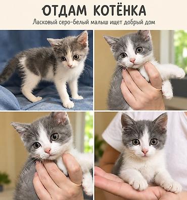 отдам в добрые руки: Отдам котёнка-девочка. 2 месяца от роду. Ласковый серо‑белый малыш — 1