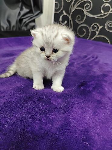 Продажа кошек: Открыта бронь на чистокровных шотландских малышей, родились — 8