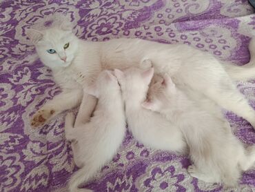 котята в добрые руки бесплатно: Мышык бекер берилет: Породасыз, 2 айлык, Ургаачы, Лотокко барууга үйрөтүлгөн, Курттардан тазаланган