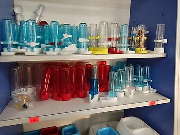 Птицы: Амадины очень просты в содержании и прекрасно подходят для начинающих — 6