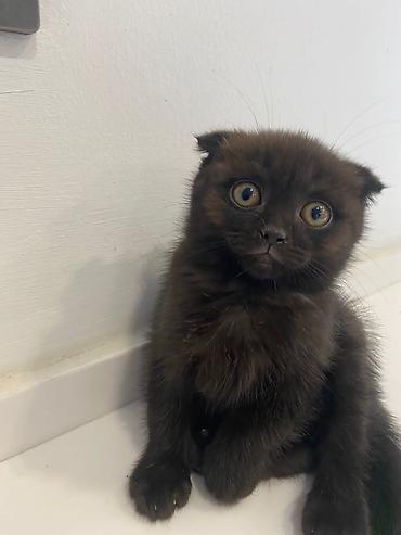 Pişiklər: Şotland — 8